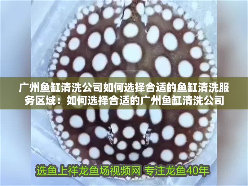 廣州魚缸清洗公司如何選擇合適的魚缸清洗服務區域：如何選擇合適的廣州魚缸清洗公司