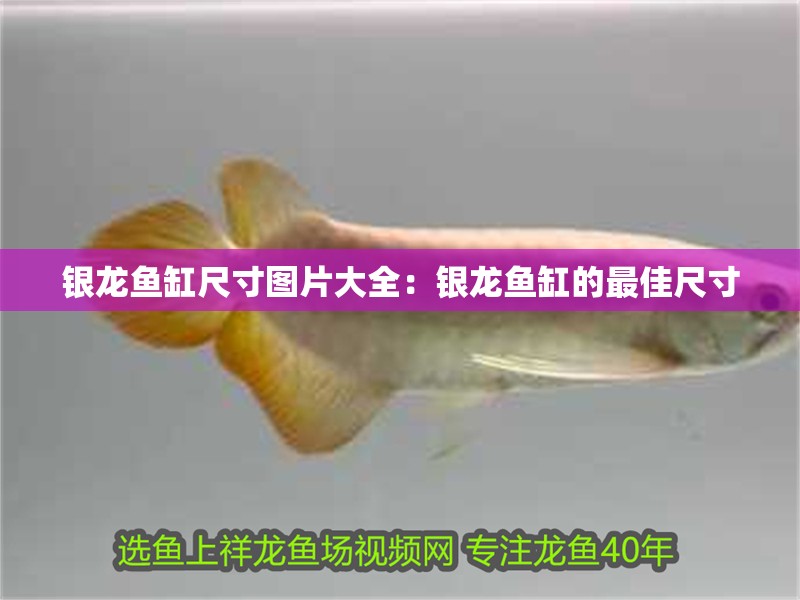 銀龍魚缸尺寸圖片大全：銀龍魚缸的最佳尺寸