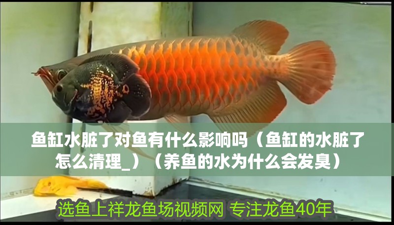魚缸水臟了對(duì)魚有什么影響嗎（魚缸的水臟了怎么清理_）（養(yǎng)魚的水為什么會(huì)發(fā)臭）