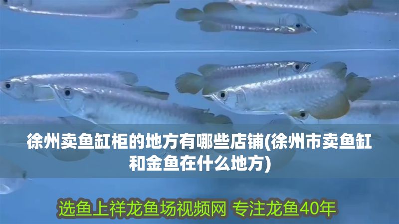 徐州賣魚缸柜的地方有哪些店鋪(徐州市賣魚缸和金魚在什么地方)