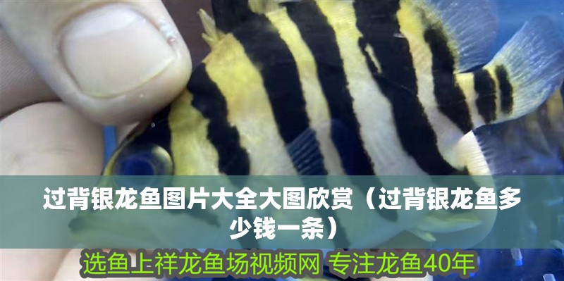 過背銀龍魚圖片大全大圖欣賞（過背銀龍魚多少錢一條）