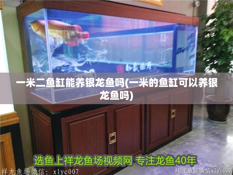一米二魚缸能養銀龍魚嗎(一米的魚缸可以養銀龍魚嗎)