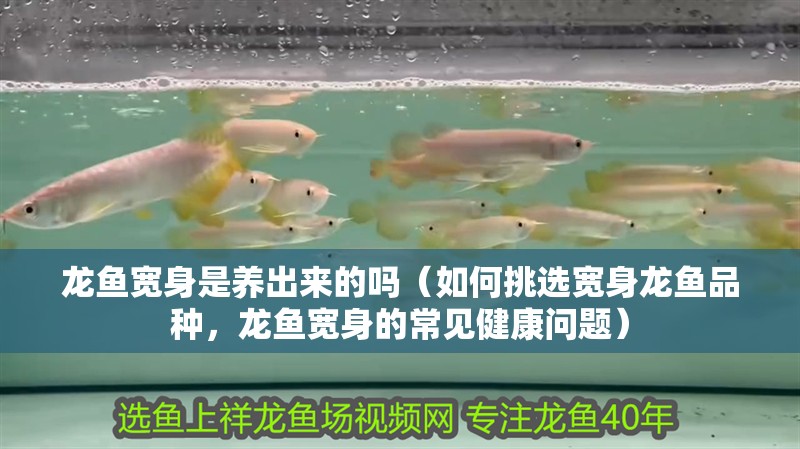 龍魚寬身是養出來的嗎（如何挑選寬身龍魚品種，龍魚寬身的常見健康問題）