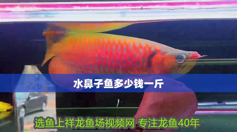 水鼻子魚多少錢一斤