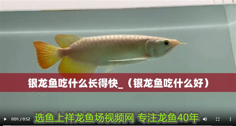 銀龍魚吃什么長得快_（銀龍魚吃什么好）