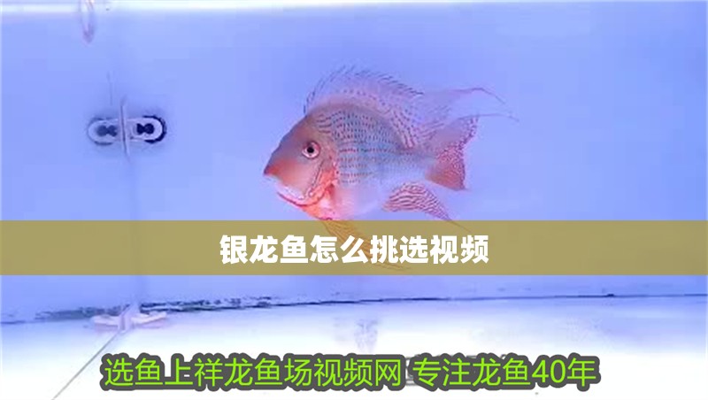 銀龍魚怎么挑選視頻