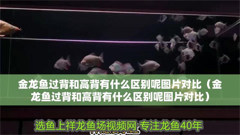 金龍魚過背和高背有什么區別呢圖片對比（金龍魚過背和高背有什么區別呢圖片對比）