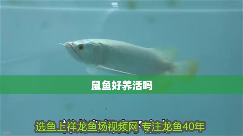 鼠魚好養活嗎