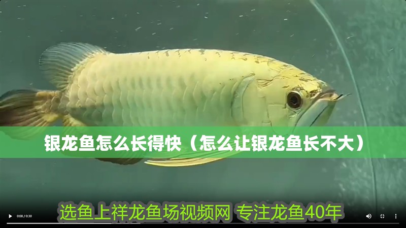 銀龍魚怎么長得快（怎么讓銀龍魚長不大）