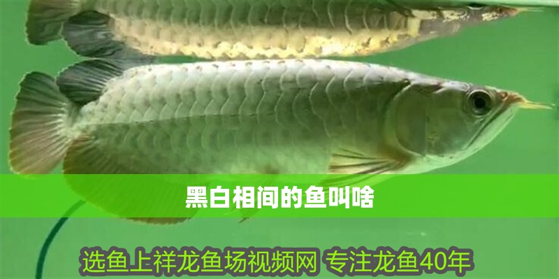 黑白相間的魚叫啥 黑白相間的魚叫啥 龍魚論壇