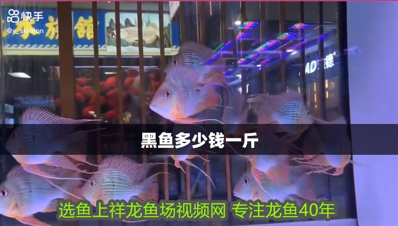 黑魚(yú)多少錢(qián)一斤