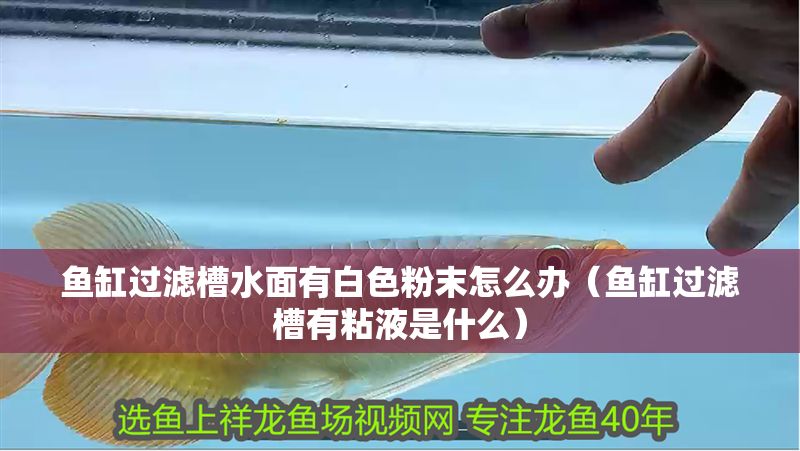 魚缸過濾槽水面有白色粉末怎么辦（魚缸過濾槽有粘液是什么）