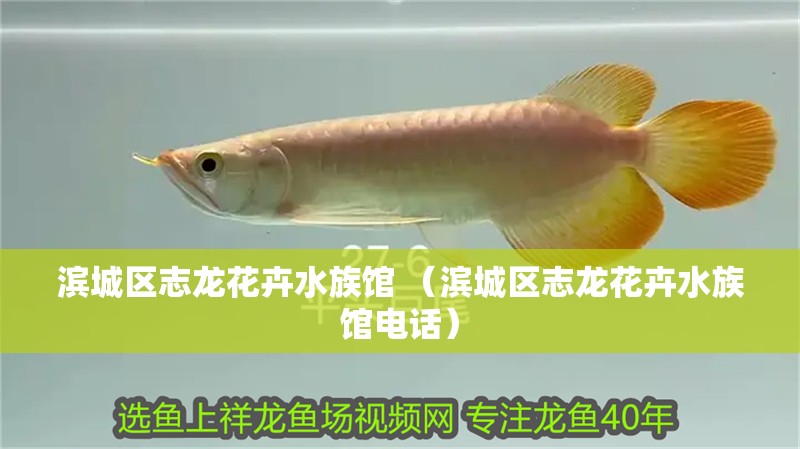 濱城區志龍花卉水族館 （濱城區志龍花卉水族館電話）