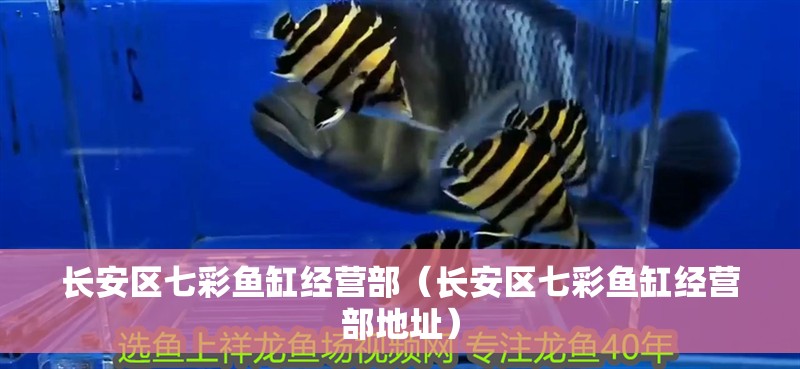 長安區(qū)七彩魚缸經(jīng)營部（長安區(qū)七彩魚缸經(jīng)營部地址）