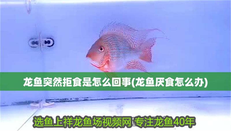 龍魚突然拒食是怎么回事(龍魚厭食怎么辦)