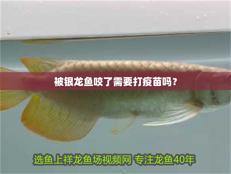 被銀龍魚咬了需要打疫苗嗎？