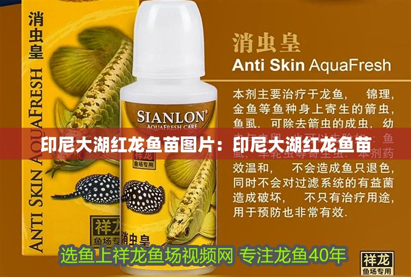 印尼大湖紅龍魚苗圖片：印尼大湖紅龍魚苗