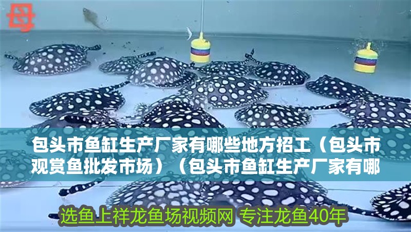 包頭市魚缸生產(chǎn)廠家有哪些地方招工（包頭市觀賞魚批發(fā)市場）（包頭市魚缸生產(chǎn)廠家有哪些地方招工）