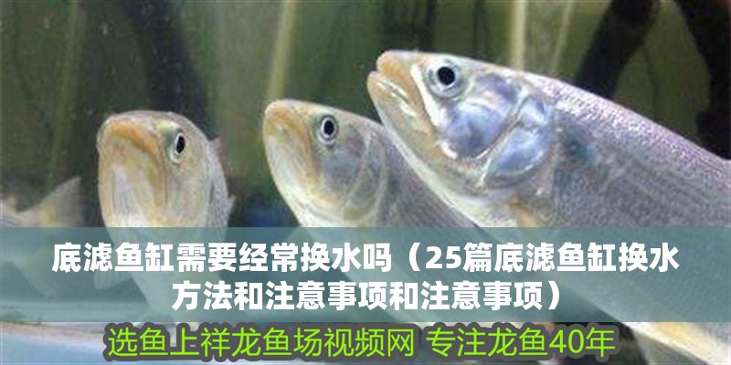 底濾魚缸需要經(jīng)常換水嗎（25篇底濾魚缸換水方法和注意事項和注意事項）