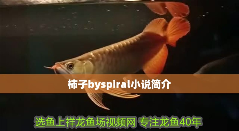 柿子byspiral小說簡介