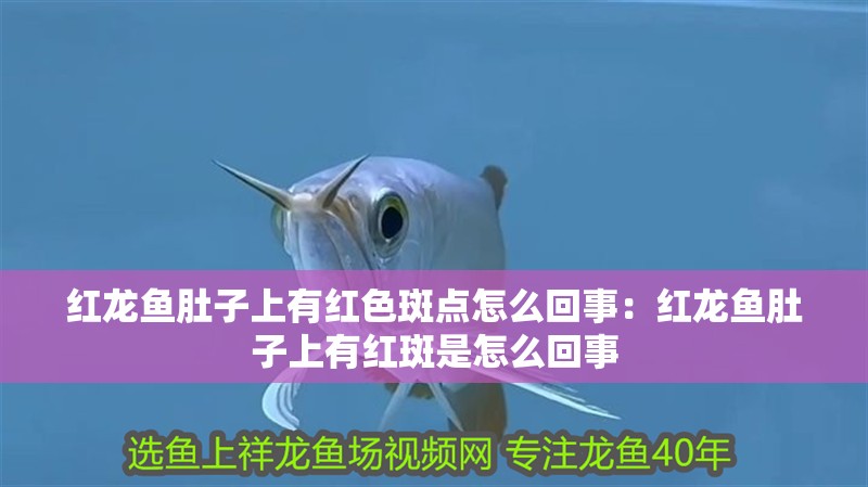 給大魚缸換水的作文:體驗給大魚缸換水的樂趣:體驗給大魚缸換水:給大魚缸換水的作文 紅龍魚肚子上有紅色斑點怎么回事:紅龍魚肚子上有紅斑是怎么回事 龍魚百科 紅龍魚肚子上有紅色斑點怎么回事:紅龍魚肚子上有紅斑是怎么回事 紅龍魚肚子上有紅色斑點怎么回事:紅龍魚肚子上有紅斑是怎么回事 龍魚百科