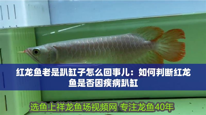 紅龍魚老是趴缸子怎么回事兒：如何判斷紅龍魚是否因疾病趴缸