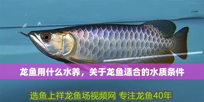 龍魚用什么水養，關于龍魚適合的水質條件