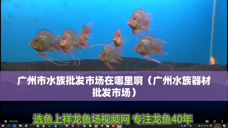 廣州市水族批發市場在哪里?。◤V州水族器材批發市場）