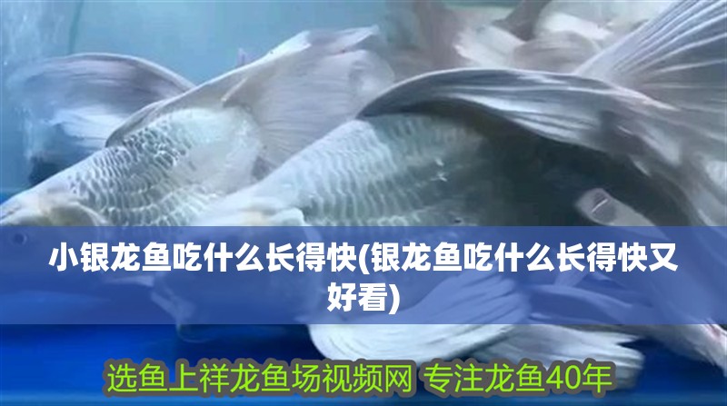 小銀龍魚吃什么長得快(銀龍魚吃什么長得快又好看)