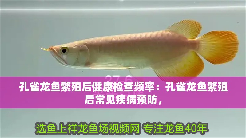 孔雀龍魚繁殖后健康檢查頻率：孔雀龍魚繁殖后常見疾病預防，