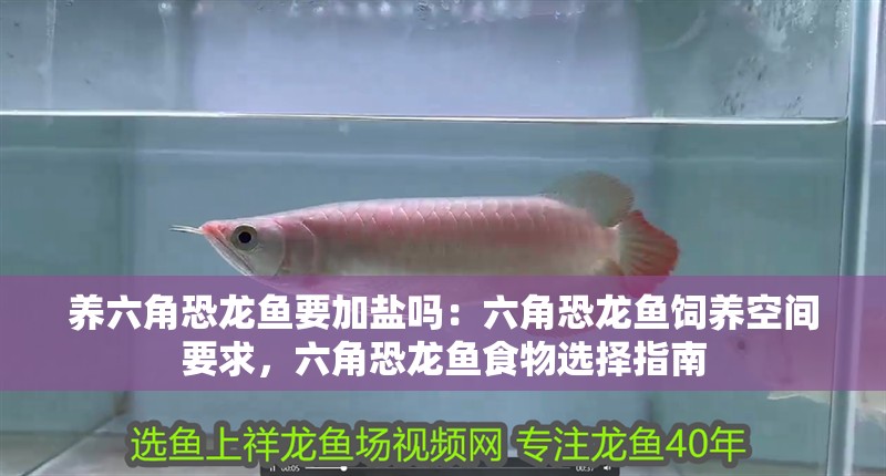 養六角恐龍魚要加鹽嗎：六角恐龍魚飼養空間要求，六角恐龍魚食物選擇指南