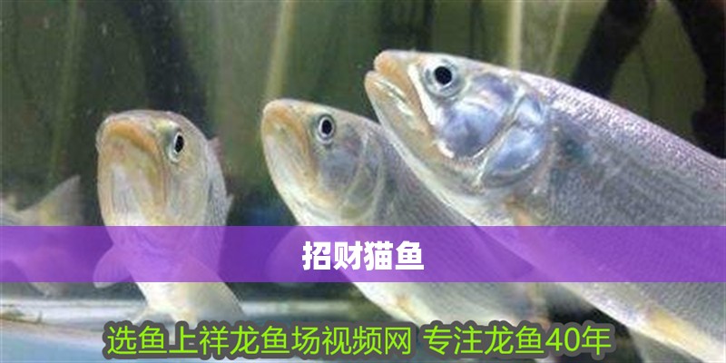 招財貓魚