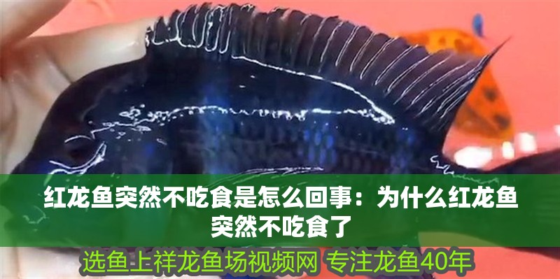 紅龍魚(yú)突然不吃食是怎么回事：為什么紅龍魚(yú)突然不吃食了