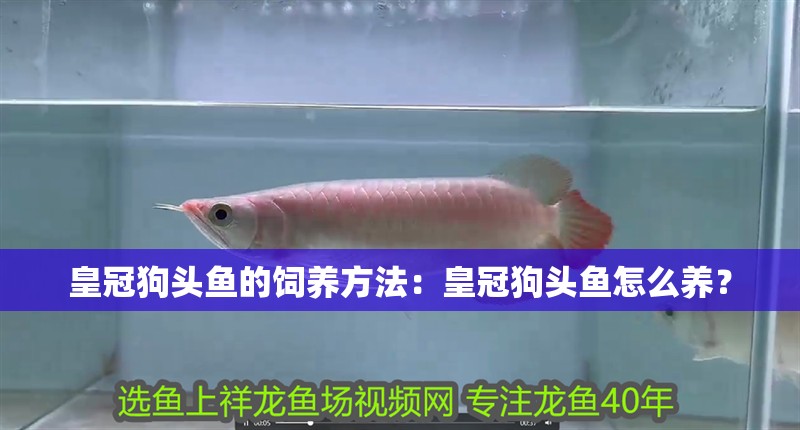 皇冠狗頭魚的飼養方法：皇冠狗頭魚怎么養？