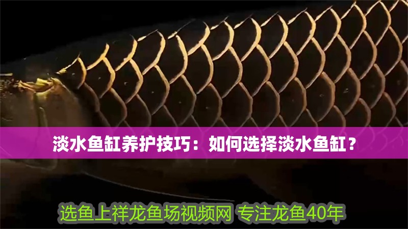 淡水魚缸養(yǎng)護(hù)技巧：如何選擇淡水魚缸？