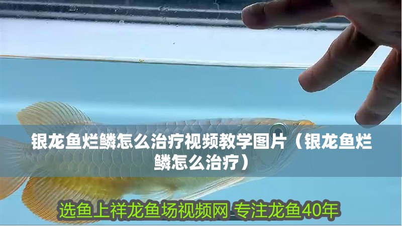 銀龍魚爛鱗怎么治療視頻教學圖片（銀龍魚爛鱗怎么治療）