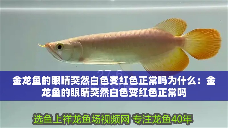 金龍魚(yú)的眼睛突然白色變紅色正常嗎為什么：金龍魚(yú)的眼睛突然白色變紅色正常嗎