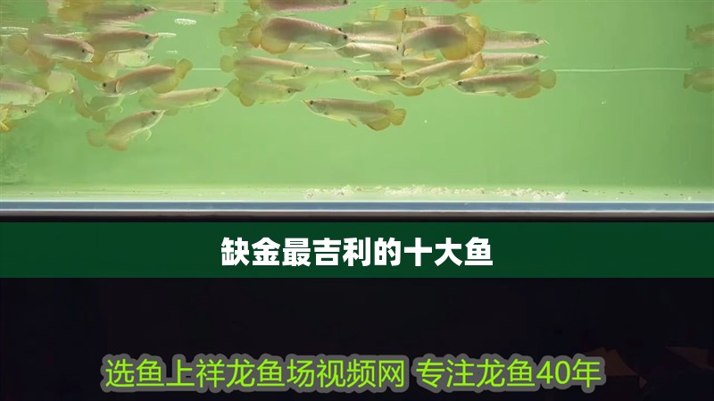 缺金最吉利的十大魚