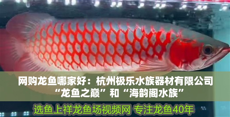網(wǎng)購龍魚哪家好：杭州極樂水族器材有限公司“龍魚之巔”和“海韻閣水族”