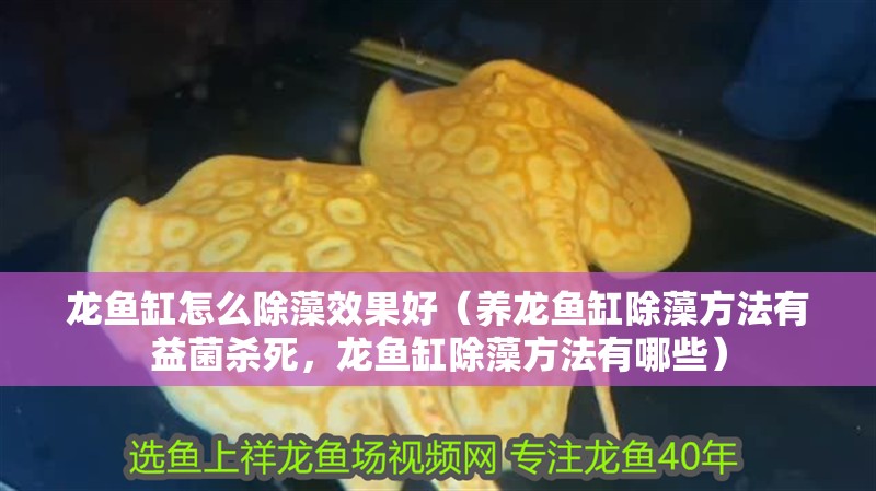 龍魚缸怎么除藻效果好（養(yǎng)龍魚缸除藻方法有益菌殺死，龍魚缸除藻方法有哪些）
