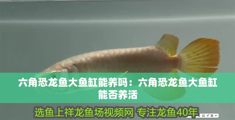 六角恐龍魚大魚缸能養(yǎng)嗎：六角恐龍魚大魚缸能否養(yǎng)活