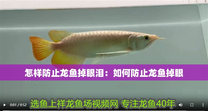 怎樣防止龍魚掉眼淚：如何防止龍魚掉眼