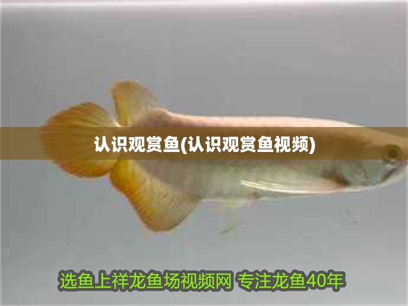 認識觀賞魚(認識觀賞魚視頻)
