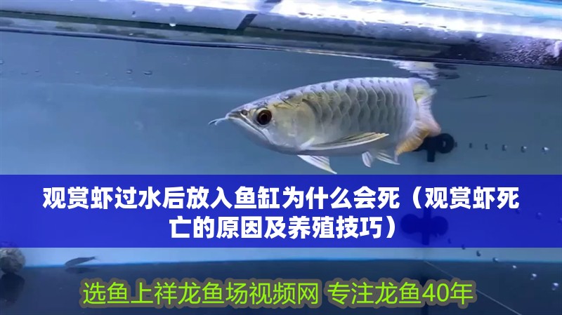 觀賞蝦過水后放入魚缸為什么會死（觀賞蝦死亡的原因及養殖技巧） 觀賞蝦過水后放入魚缸為什么會死（觀賞蝦死亡的原因及養殖技巧） 魚缸百科