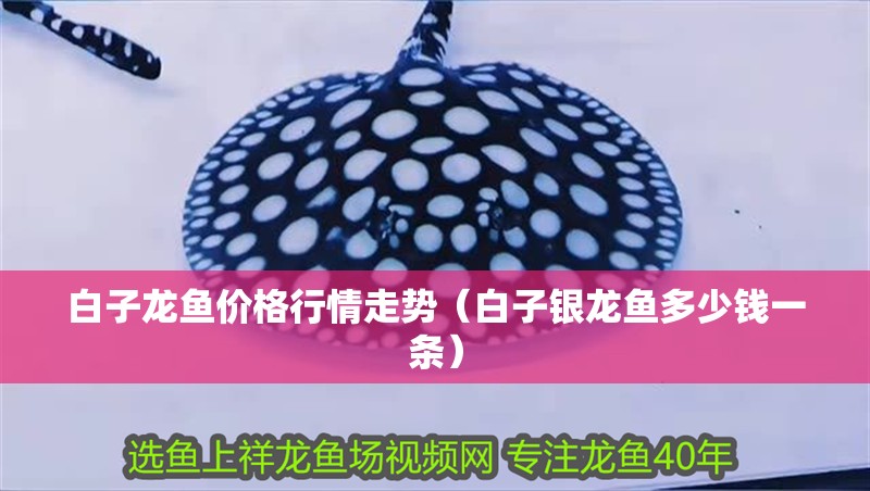 白子龍魚價格行情走勢（白子銀龍魚多少錢一條）