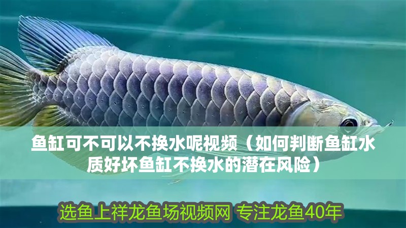 魚缸可不可以不換水呢視頻（如何判斷魚缸水質好壞魚缸不換水的潛在風險）