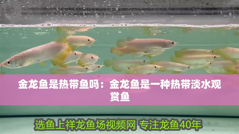 金龍魚是熱帶魚嗎：金龍魚是一種熱帶淡水觀賞魚 金龍魚是熱帶魚嗎：金龍魚是一種熱帶淡水觀賞魚 龍魚百科