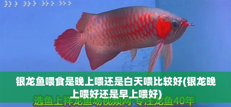 銀龍魚喂食是晚上喂還是白天喂比較好(銀龍晚上喂好還是早上喂好)