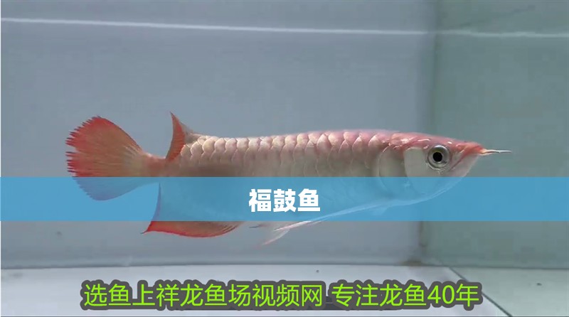福鼓魚