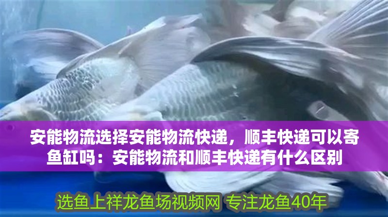 安能物流選擇安能物流快遞，順豐快遞可以寄魚缸嗎：安能物流和順豐快遞有什么區(qū)別